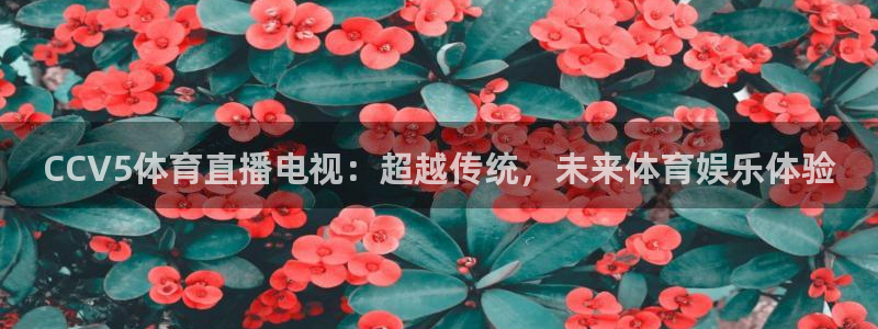 世界杯预选赛明天：CCV5体育直播电视：超越传统，未来体育娱乐体验